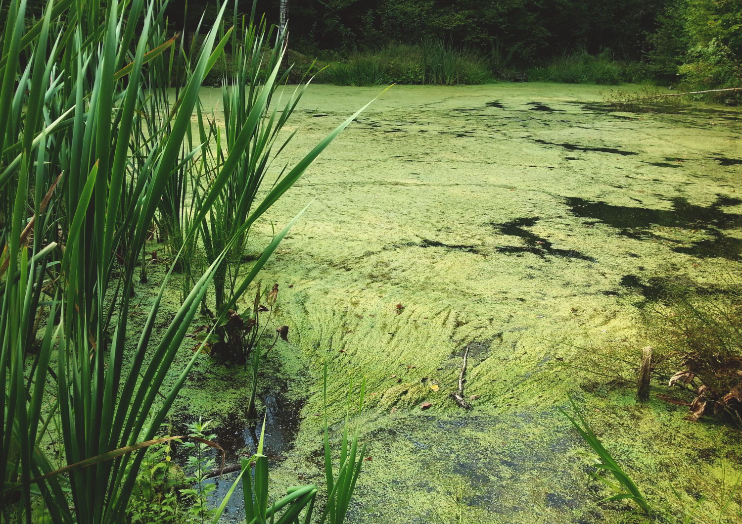 В московском болоте нашли футуристичный пикап Tesla Cybertruck, фото