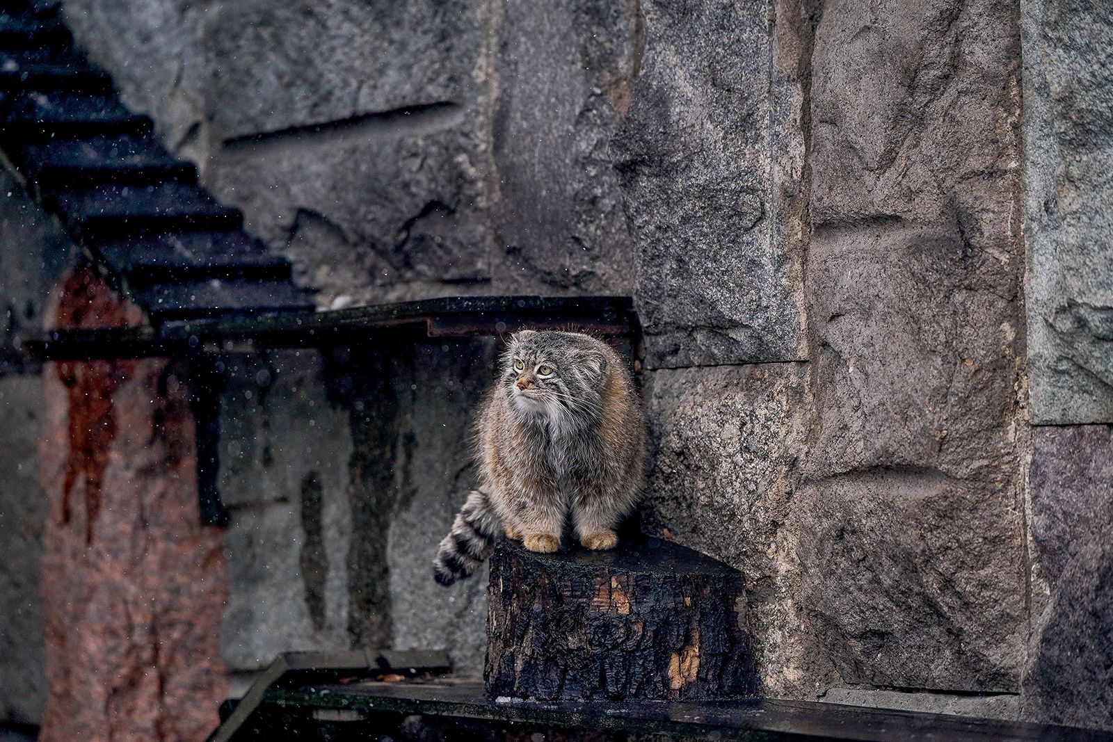 Московский зоопарк вошел в обновленную программу «Играй в Москву!», фото