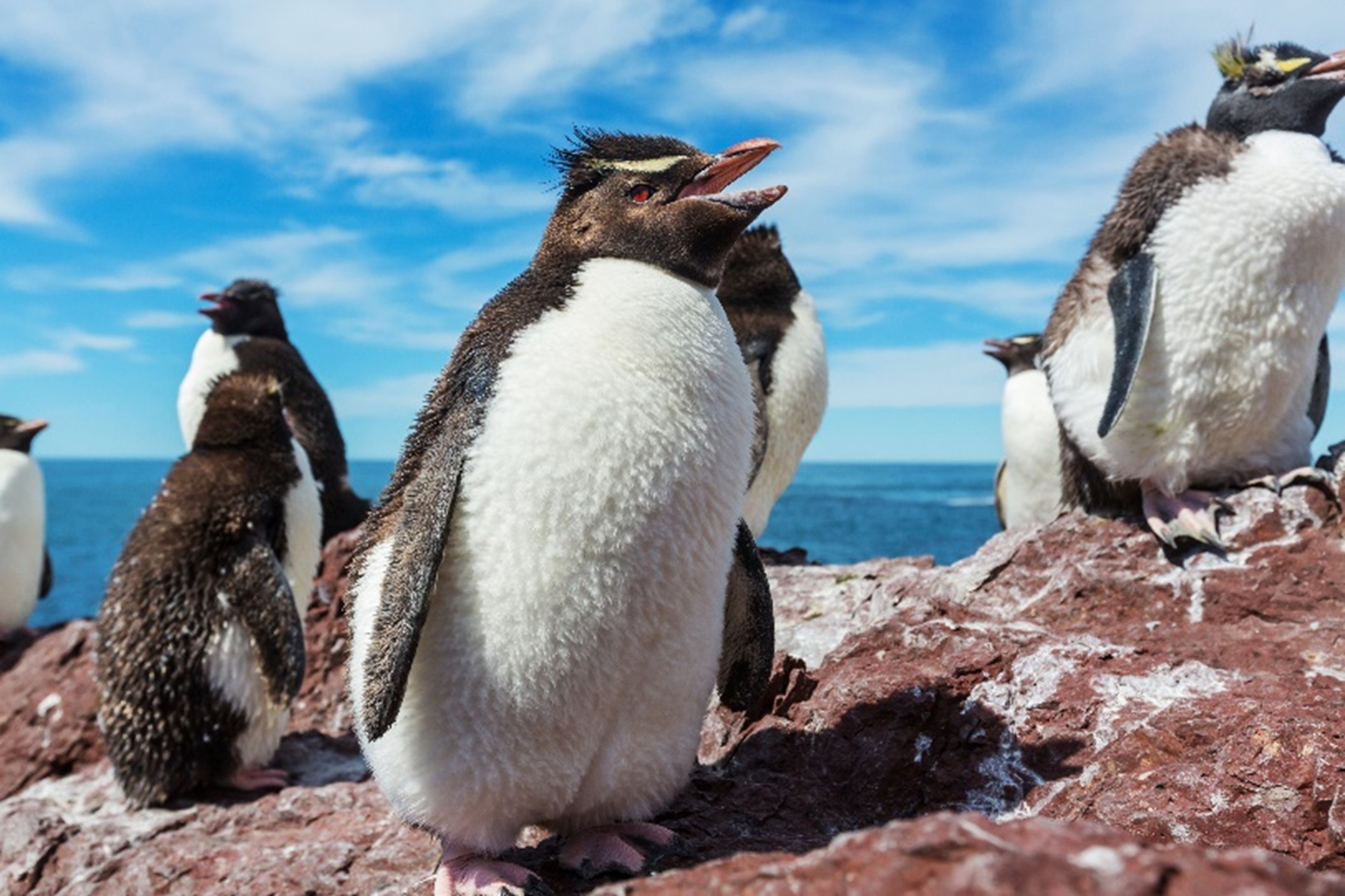 Творческое занятие о пингвинах пройдет в Марьиной Роще, фото