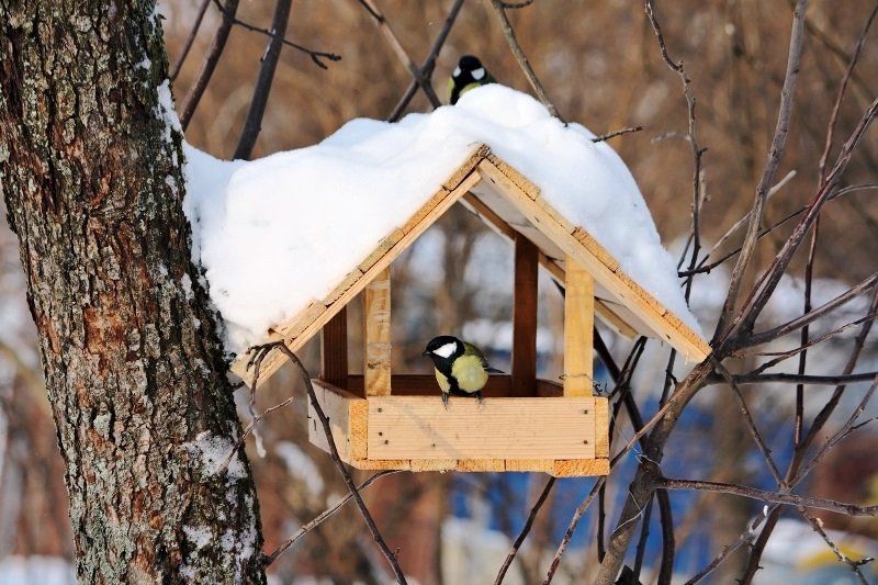 Молодежная палата Зюзино проведет конкурс кормушек для птиц «Птичья столовая–2025», фото