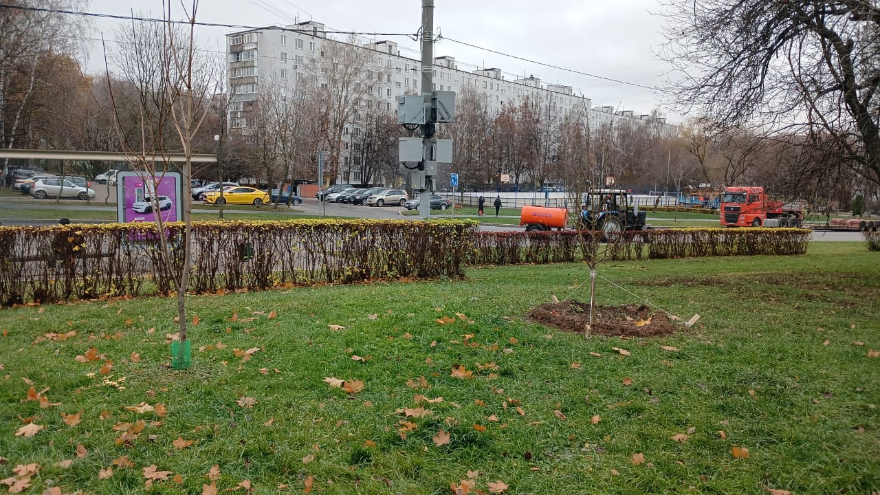 Работы по восстановлению зеленых насаждений стартовали в Зябликово, фото