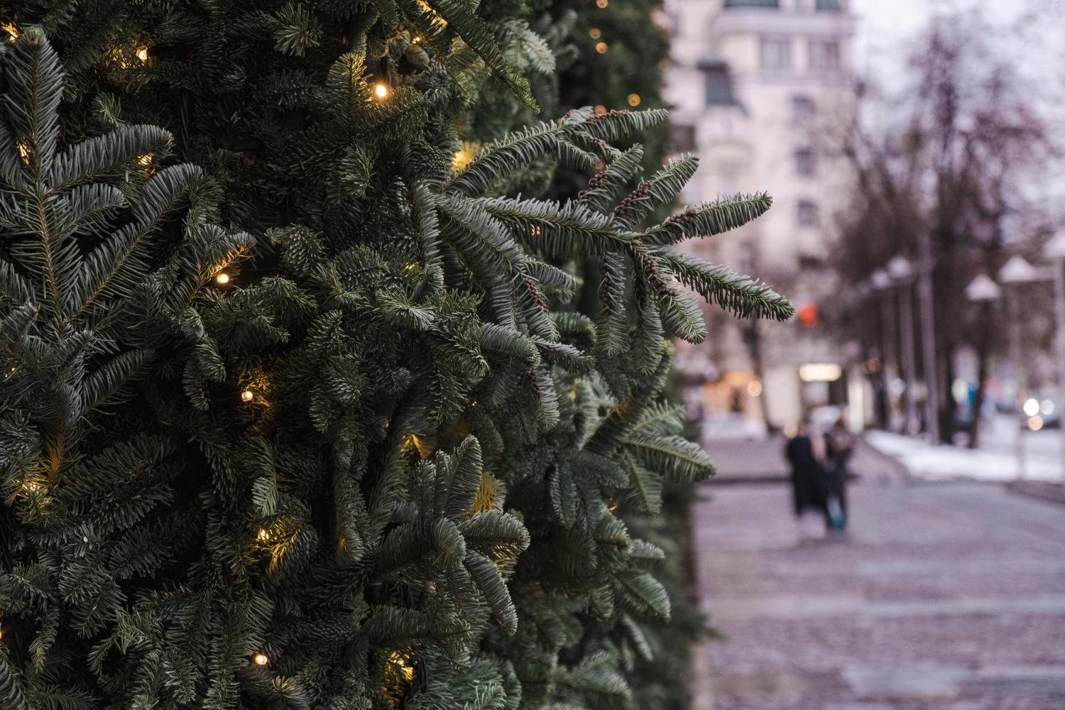 Главную новогоднюю ель страны скоро привезут в Кремль, фото