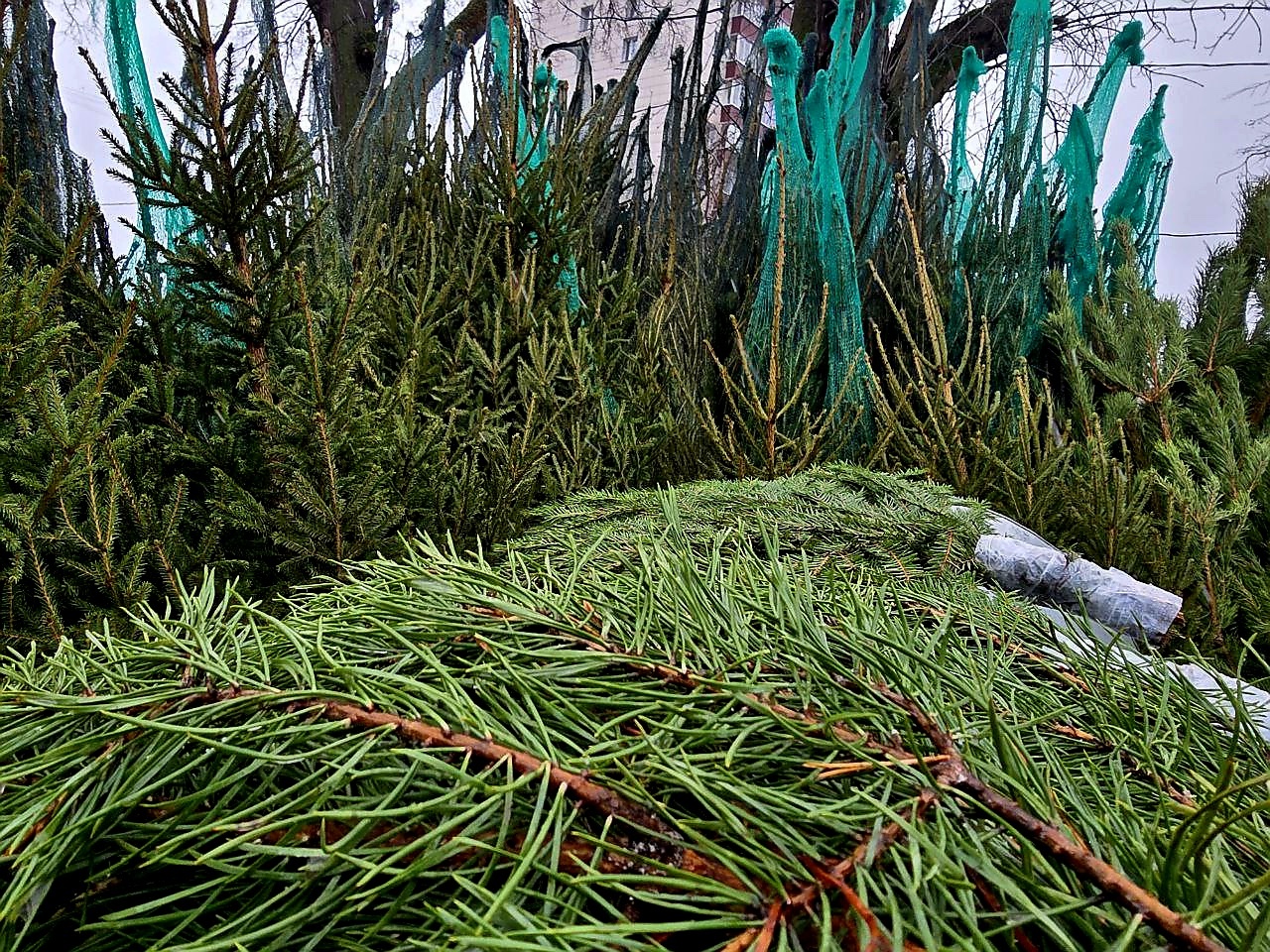 В СЗАО елочные базары будут работать до 31 декабря, фото