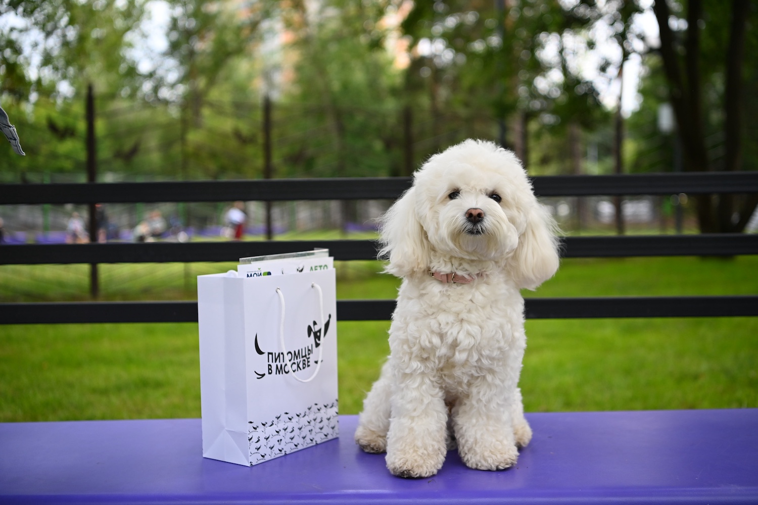 Наталья Сергунина: За год по проекту «Питомцы в Москве» открыли 25 новых площадок для выгула собак, фото