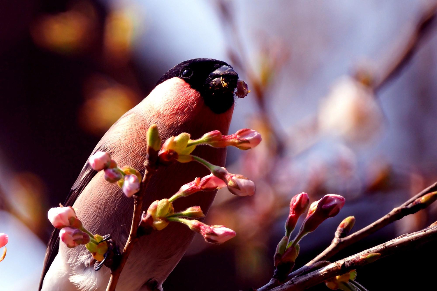 Фотовыставка в Лианозовском парке познакомит с пернатыми обитателями России, фото