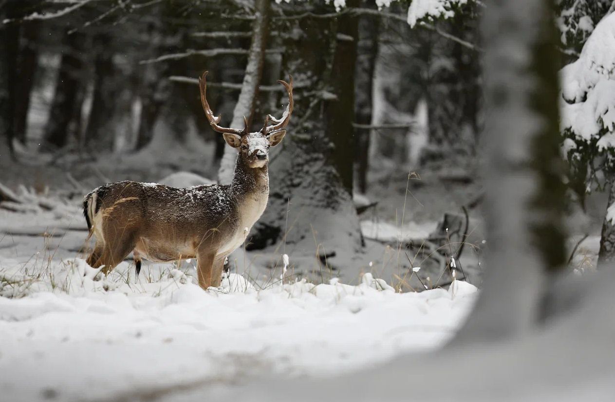 Тематическая программа «Друг мой — северный олень» пройдет в районе Проспект Вернадского, фото