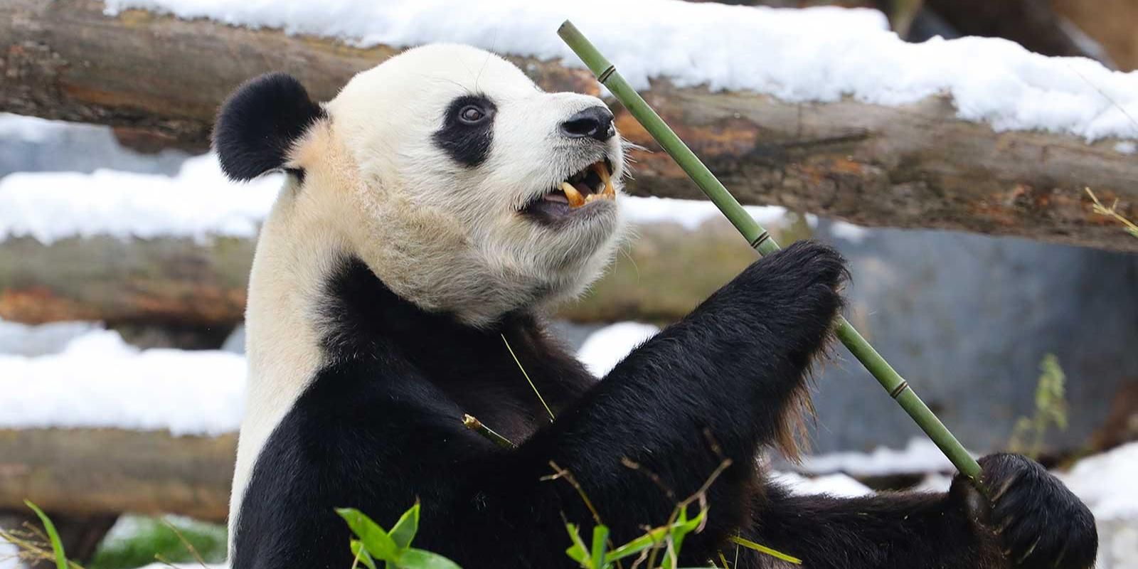 Вольерный комплекс для панды Катюши откроется в этом году, фото