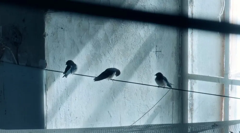 Фестиваль документального кино, итальянская остерия и выставка индийских тканей &mdash; куда пойти после работы  фото