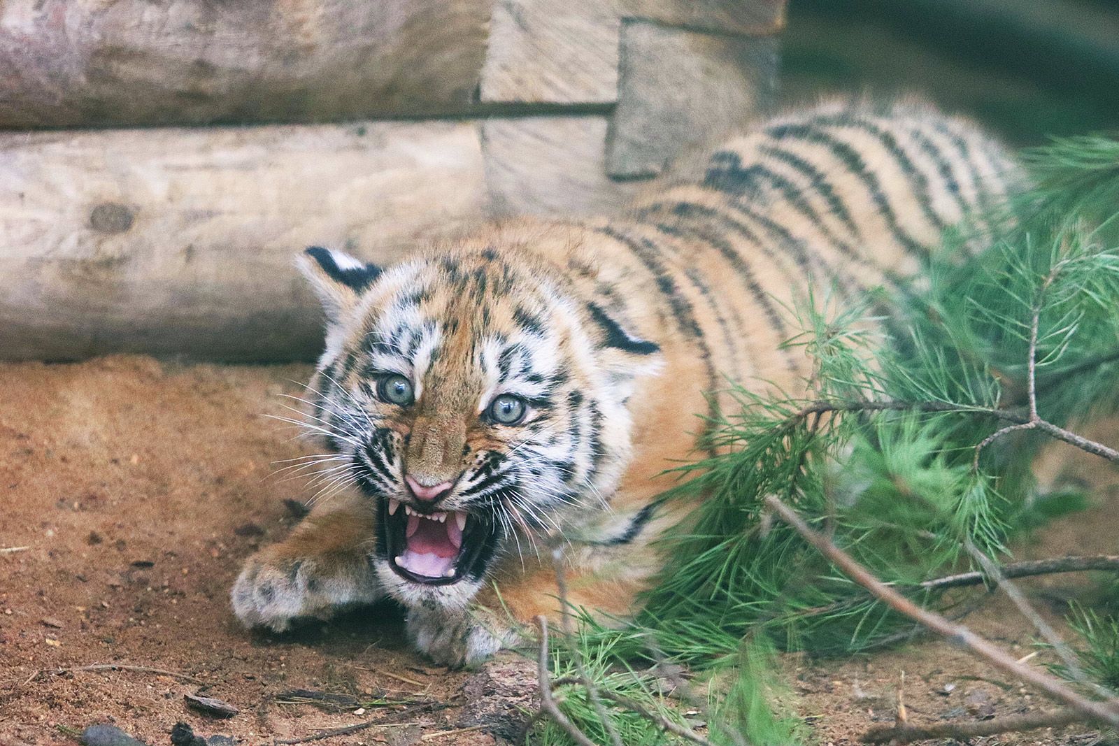 Москвичи выбрали имена для амурских тигрят Московского зоопарка, фото