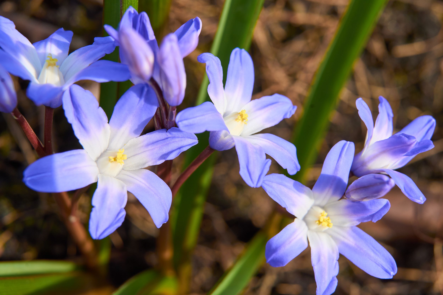 Наталья Сергунина пригласила жителей и гостей столицы полюбоваться первоцветами на ВДНХ, фото