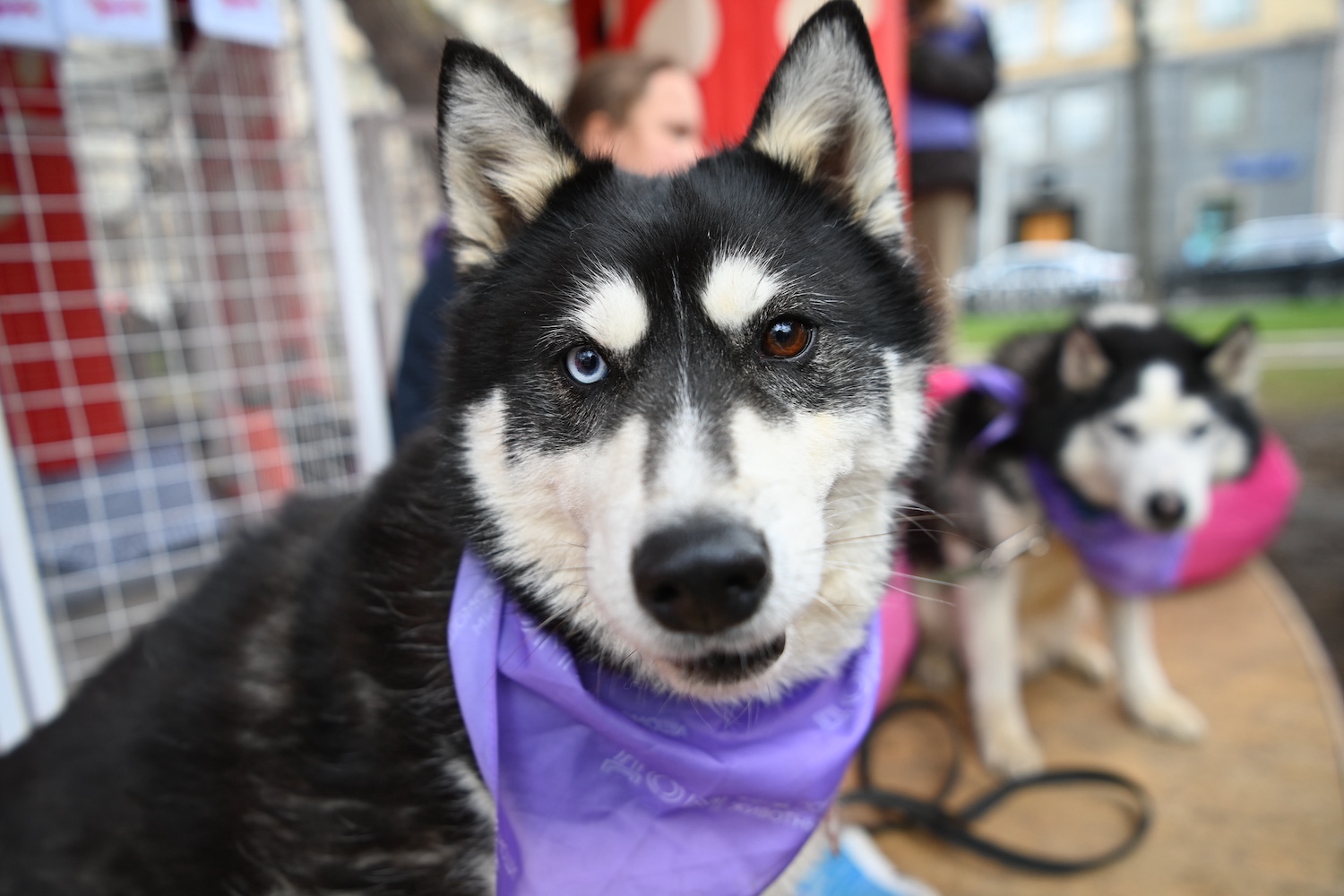 На фестивале «Пасхальный дар» 11 животных обрели новый дом, фото