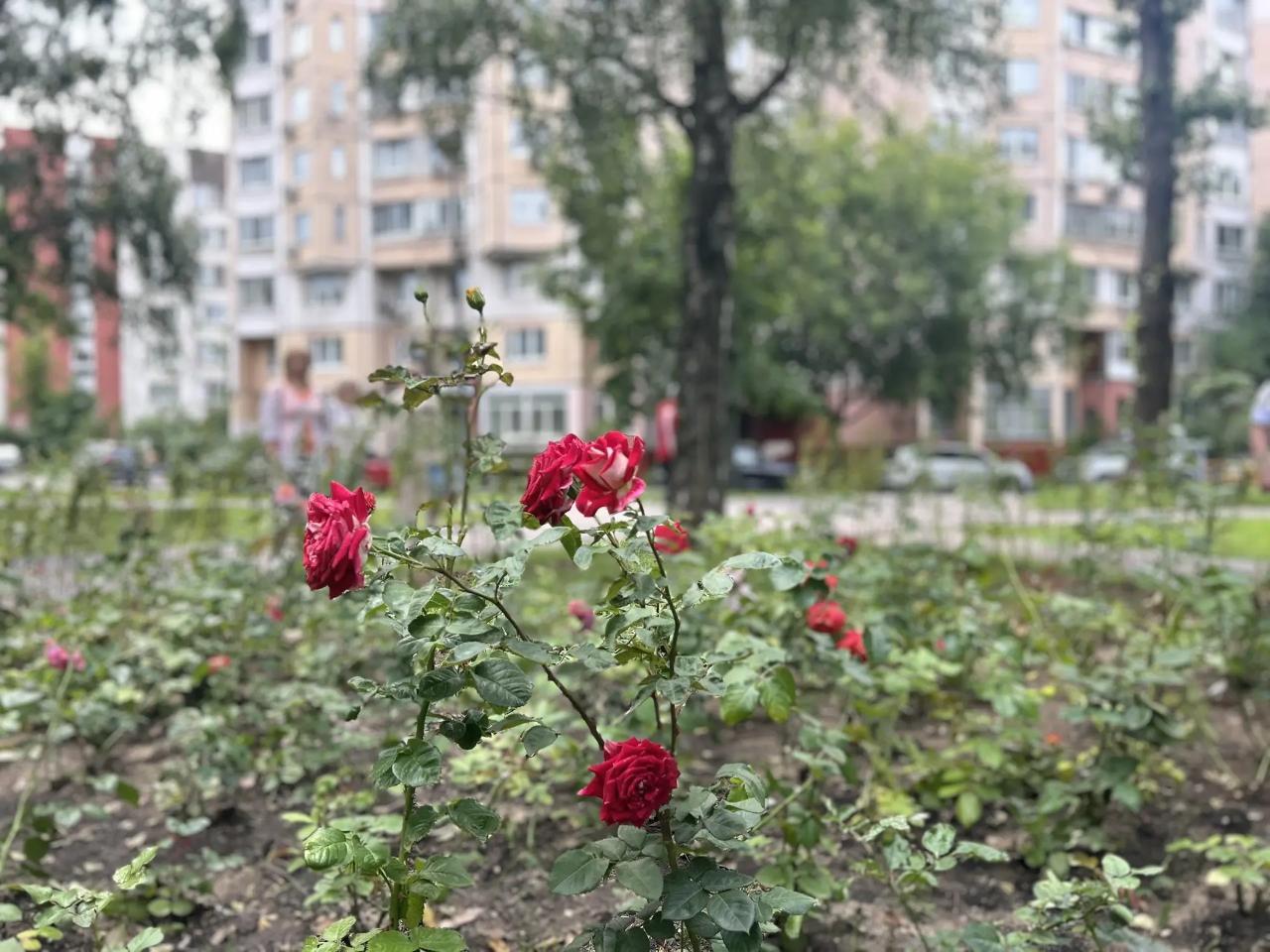 Благоустройство в сквере имени Авдеева в Люблино выполнено на 70%, фото