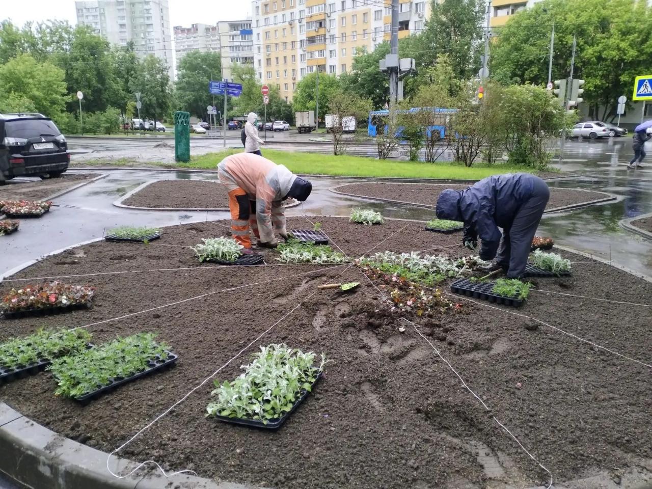 В Юго-Восточном округе стартовала сезонная высадка тюльпанов и многолетников, фото