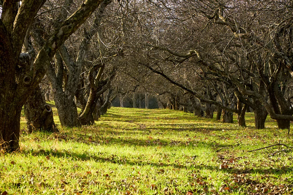 Кутузовская — Парк Победы: старая изба среди яблонь да «Берёзок» Кутузовская — Парк Победы: старая изба среди яблонь да «Берёзок» фото