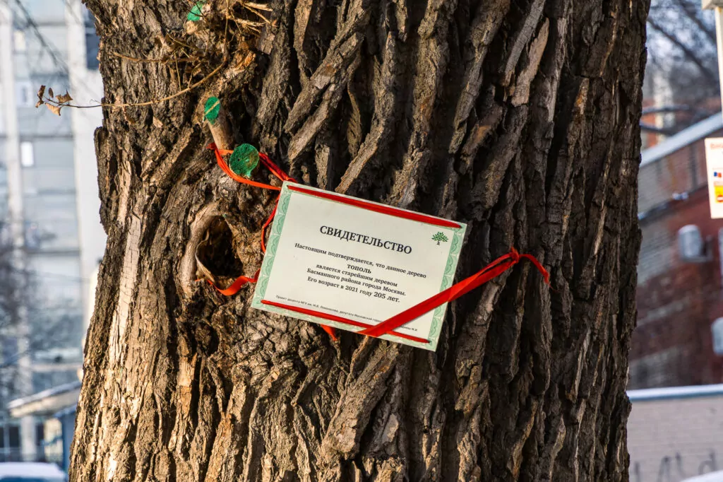 Электрозаводская &mdash; Бауманская: укрытие от немцев в Немецкой слободе  фото