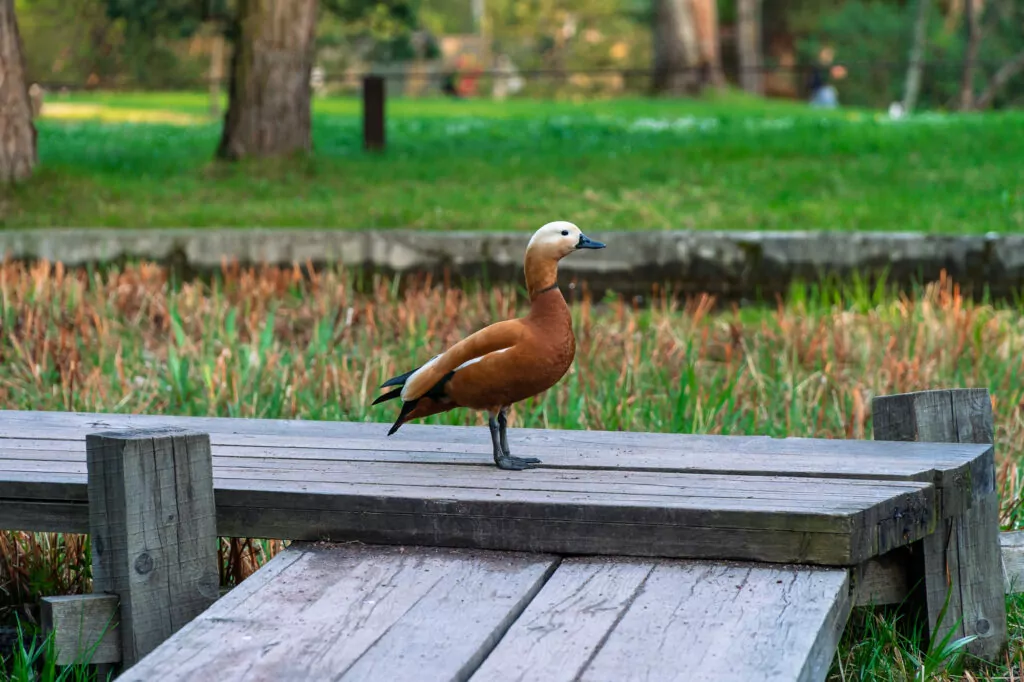 История моды и японский сад: куда пойти после работы  фото