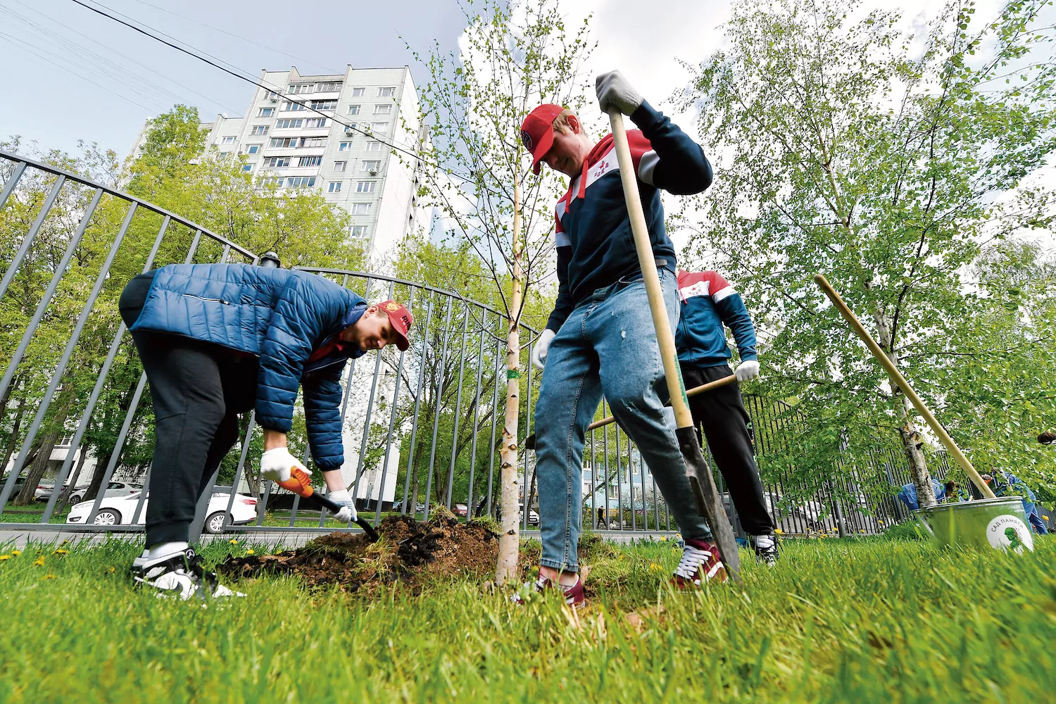 Миллион деревьев»: озеленение в Красносельском районе