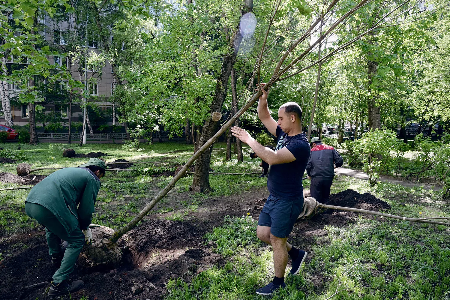 Более 150 деревьев высадят в Новокосино до конца года, фото