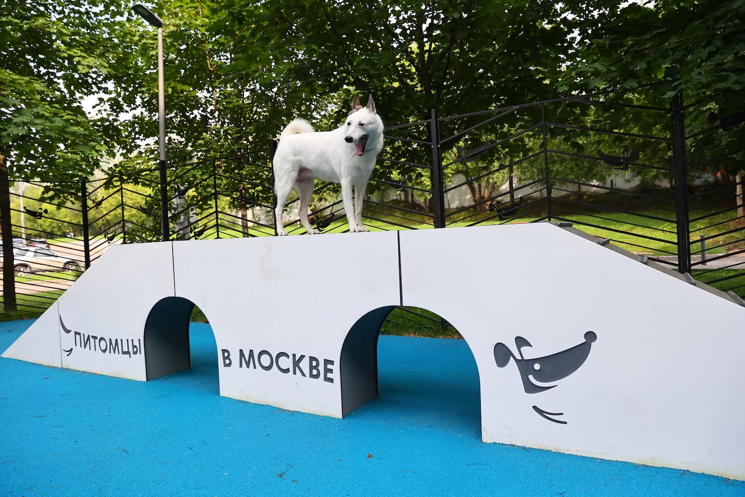 В Гольяново появилась обновленная площадка для выгула собак, фото