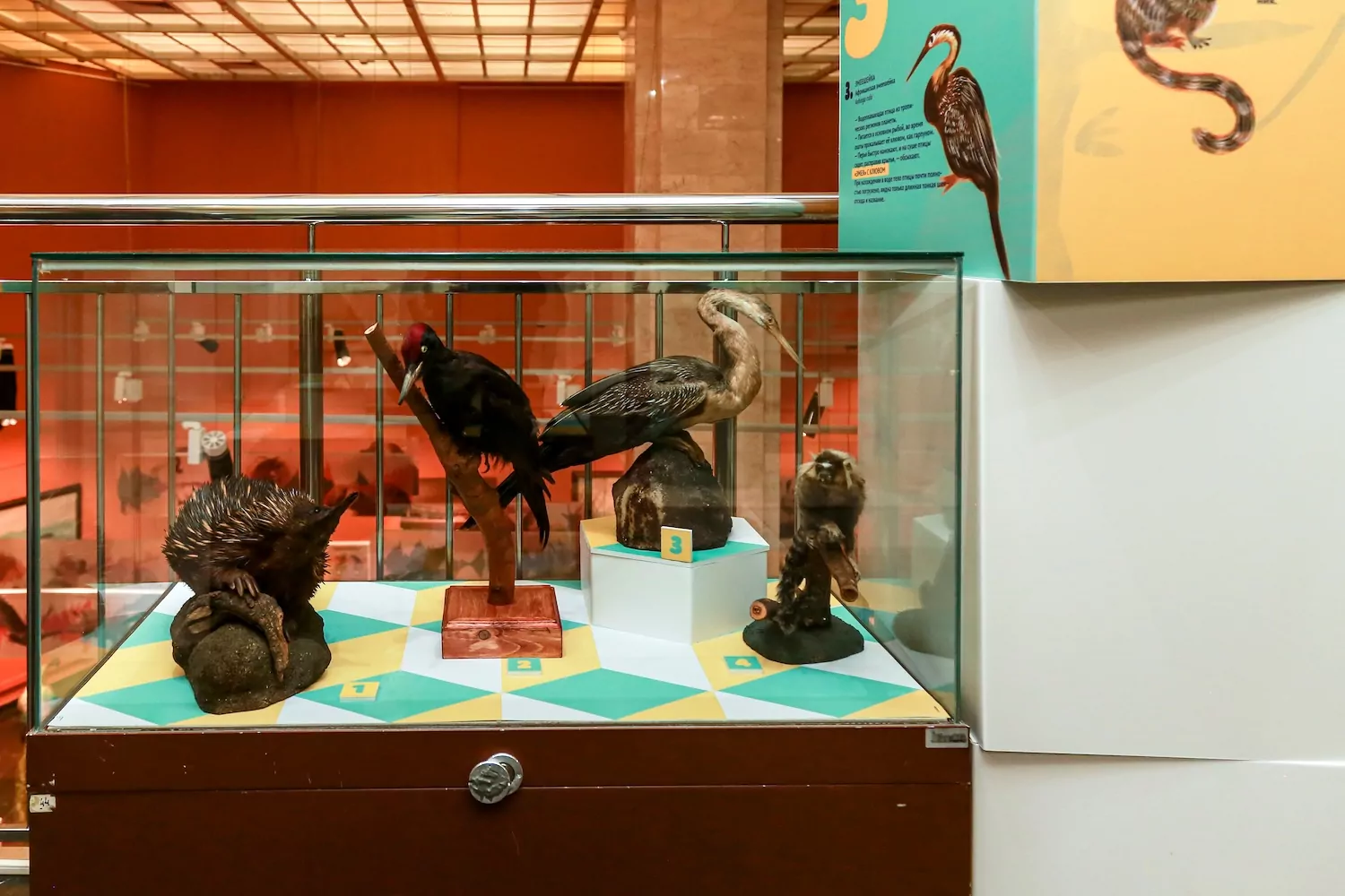 Вискаша, дурукули, оцелот и фифи — Дарвиновский музей приглашает на выставку, фото