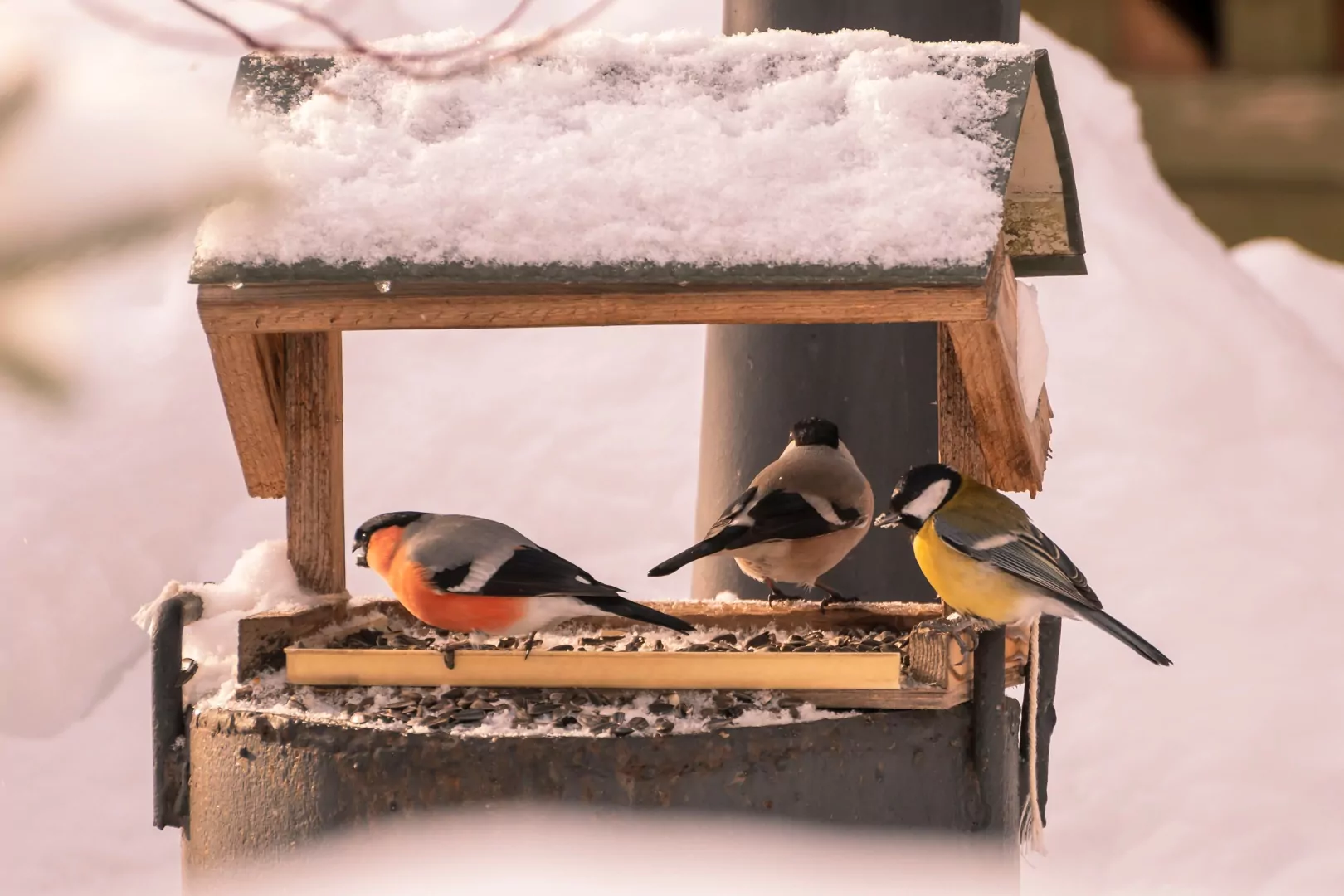 Дари тепло: квест про птиц для взрослых и детей, фото