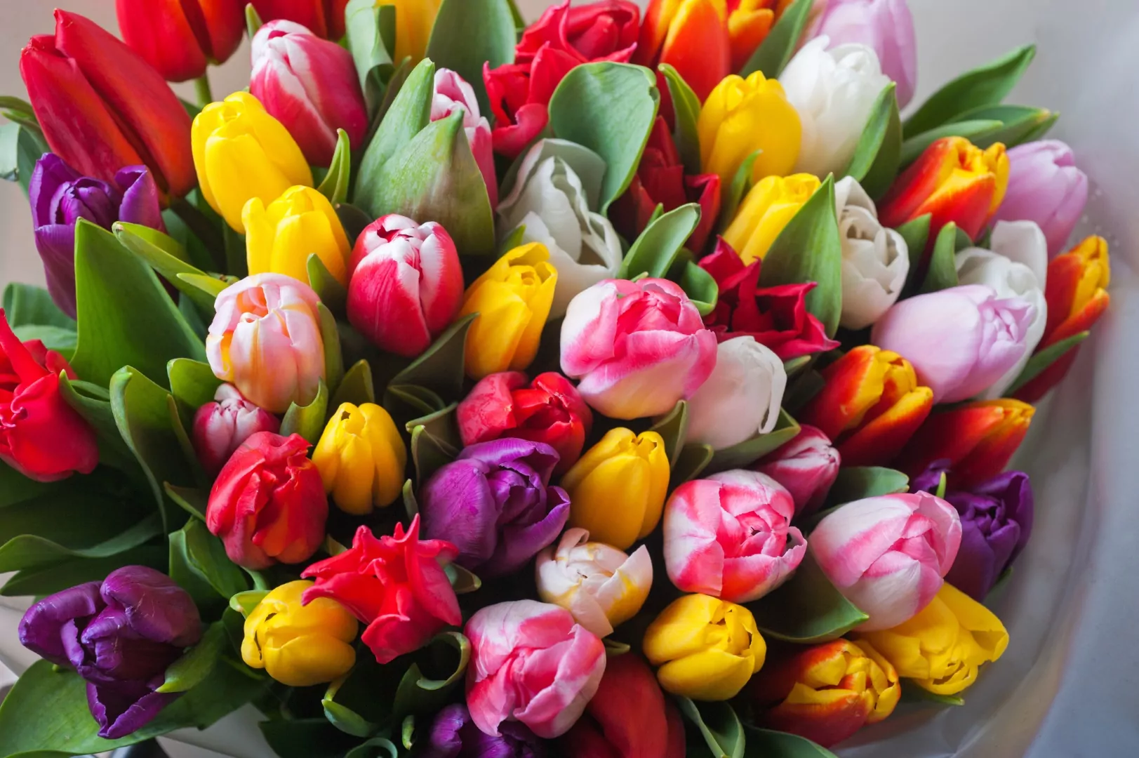 Посетительницам Воронцовского парка раздадут тюльпаны в честь праздника, фото