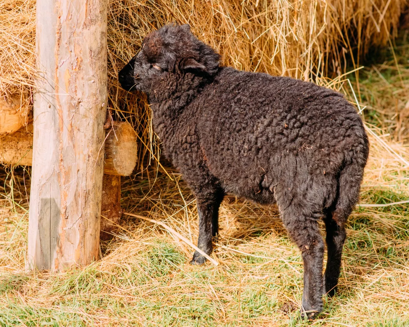 В Московском зоопарке родились три карликовые овцы, фото