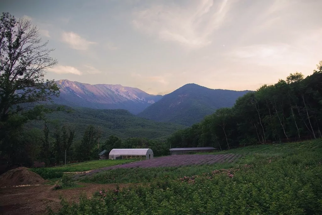Сокровища крымской розы, фото