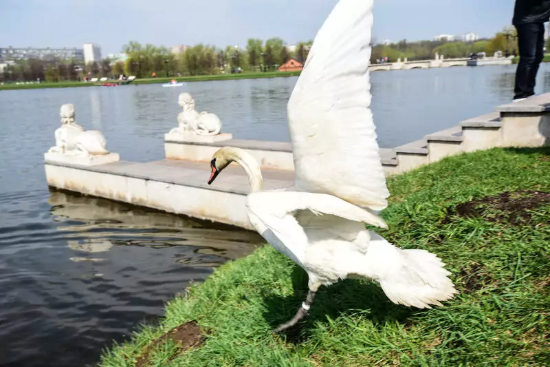 Лебедей парка Горького переселили в теплый дом на зимовку, фото