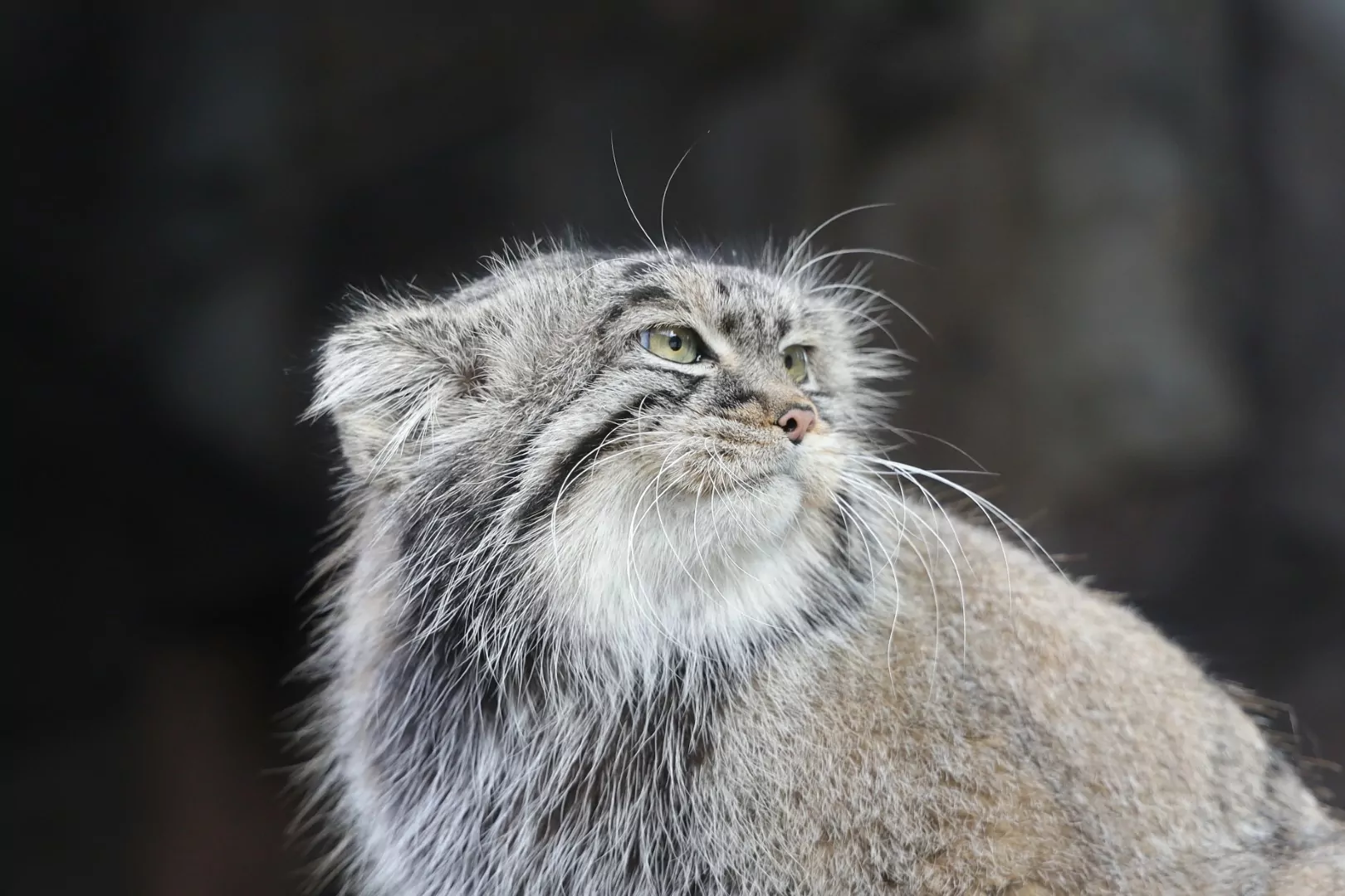 Наталья Сергунина: Видеотрансляции из Московского зоопарка посмотрели более 820 тысяч раз, фото