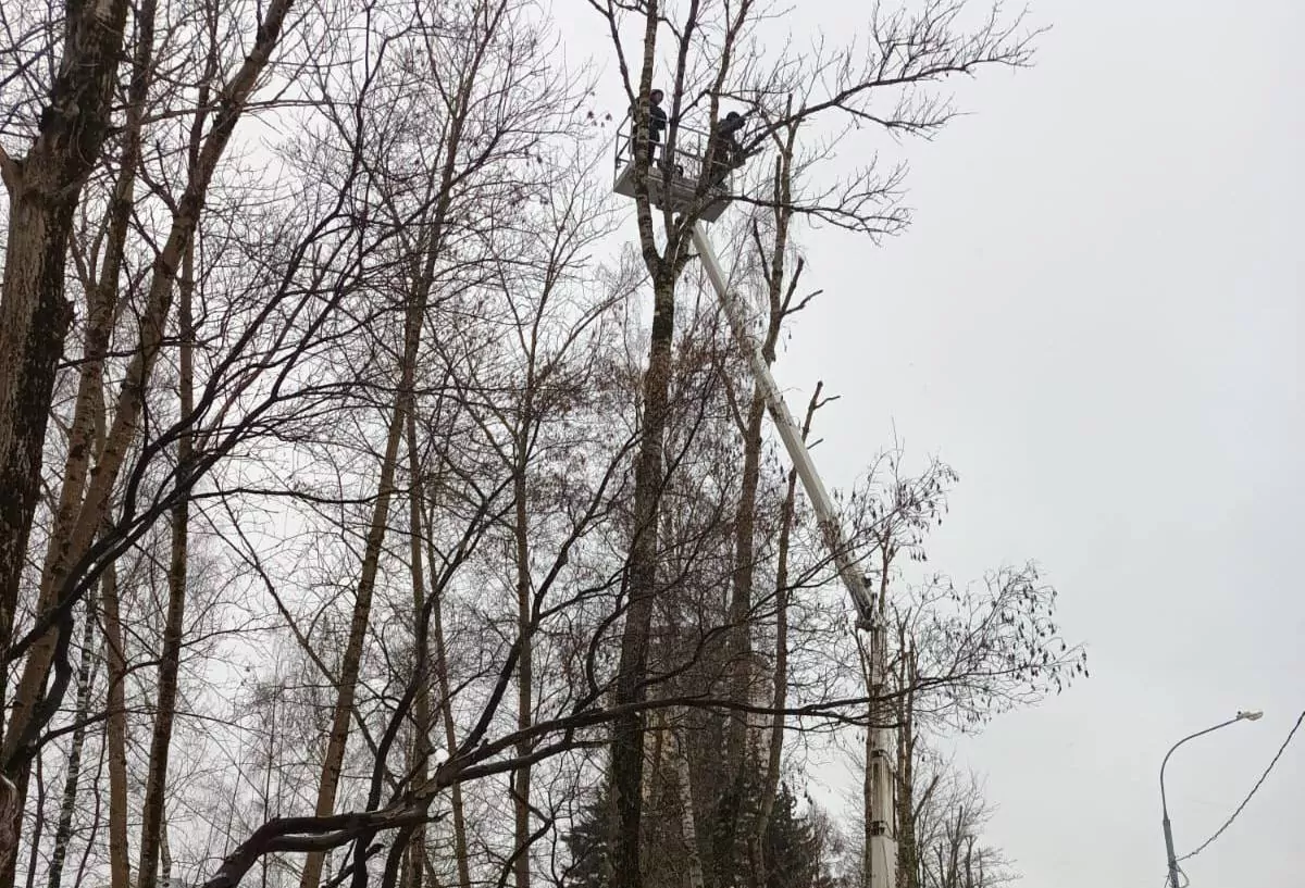 В районе Савелки провели кронирование тополей, фото