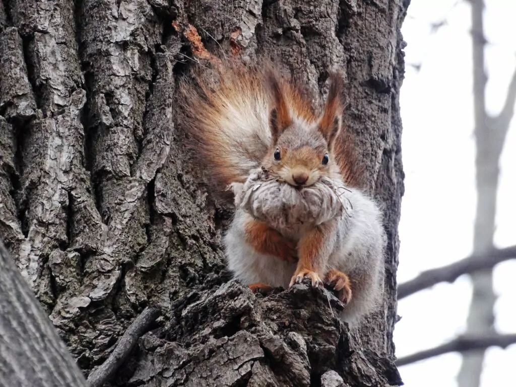 Знакомство с природой: идем на лесную прогулку  фото