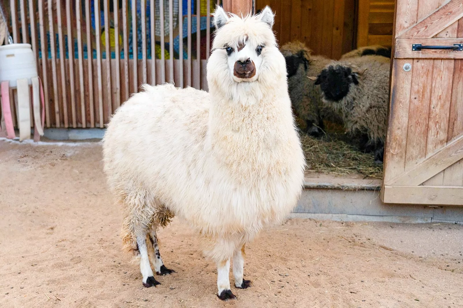 Имя для альпака из столичного зоопарка определят "Активные граждане", фото