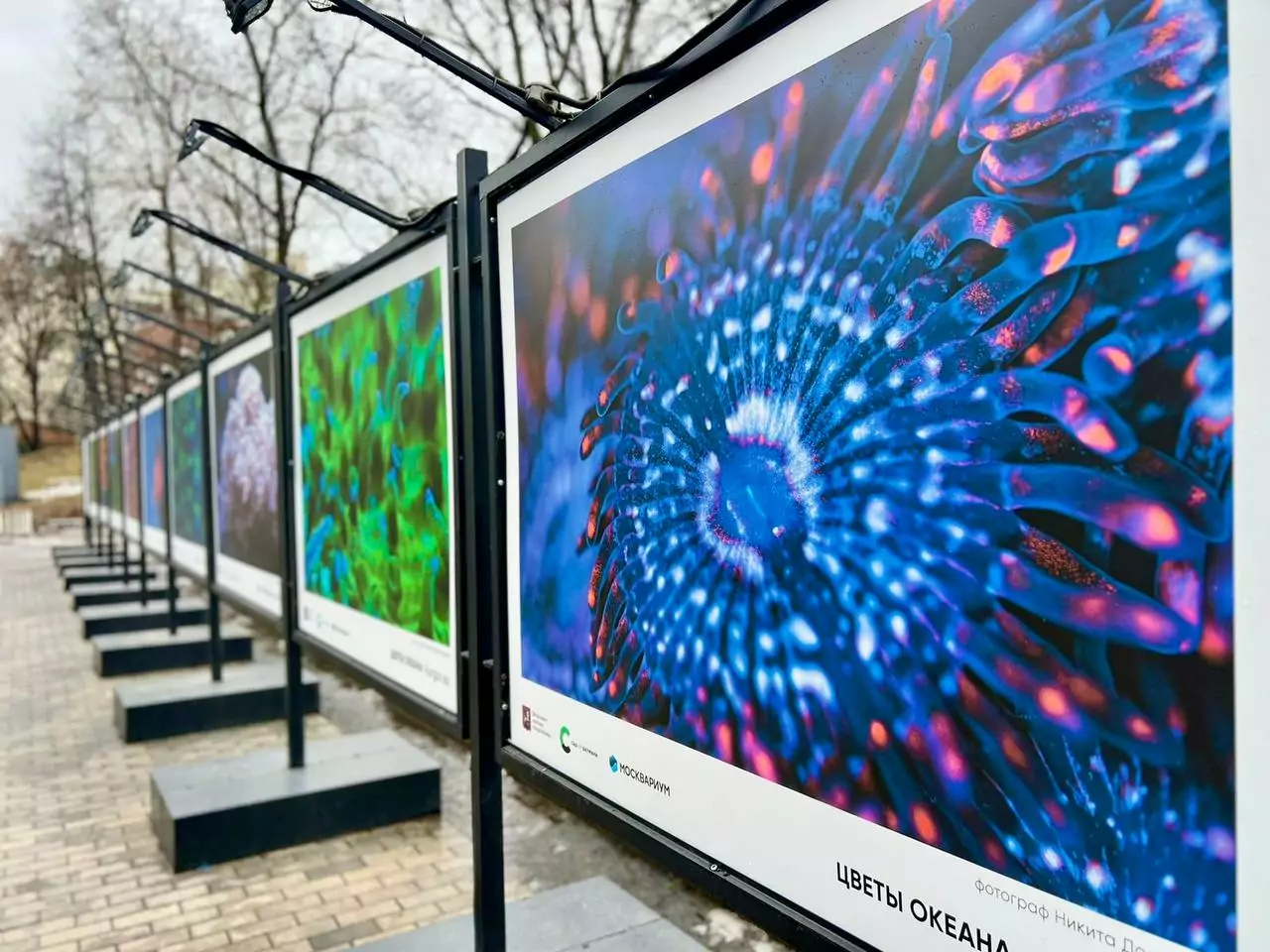 Выставка фотографий, посвященная фауне океана, открылась в Басманном районе, фото
