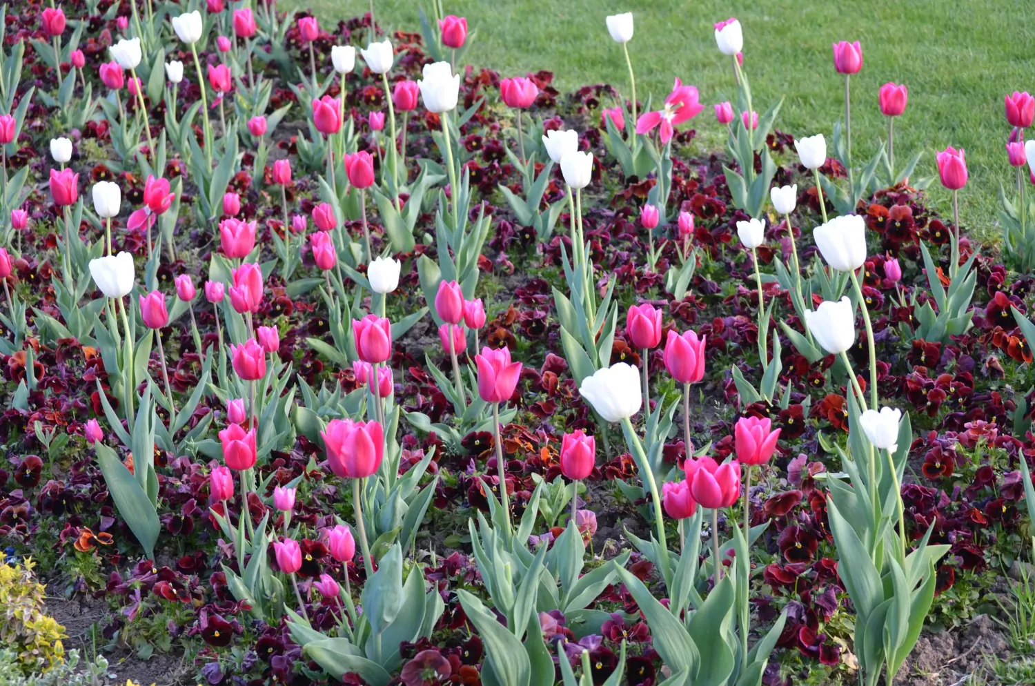 Более 200 тюльпанов высадят в Донском районе, фото