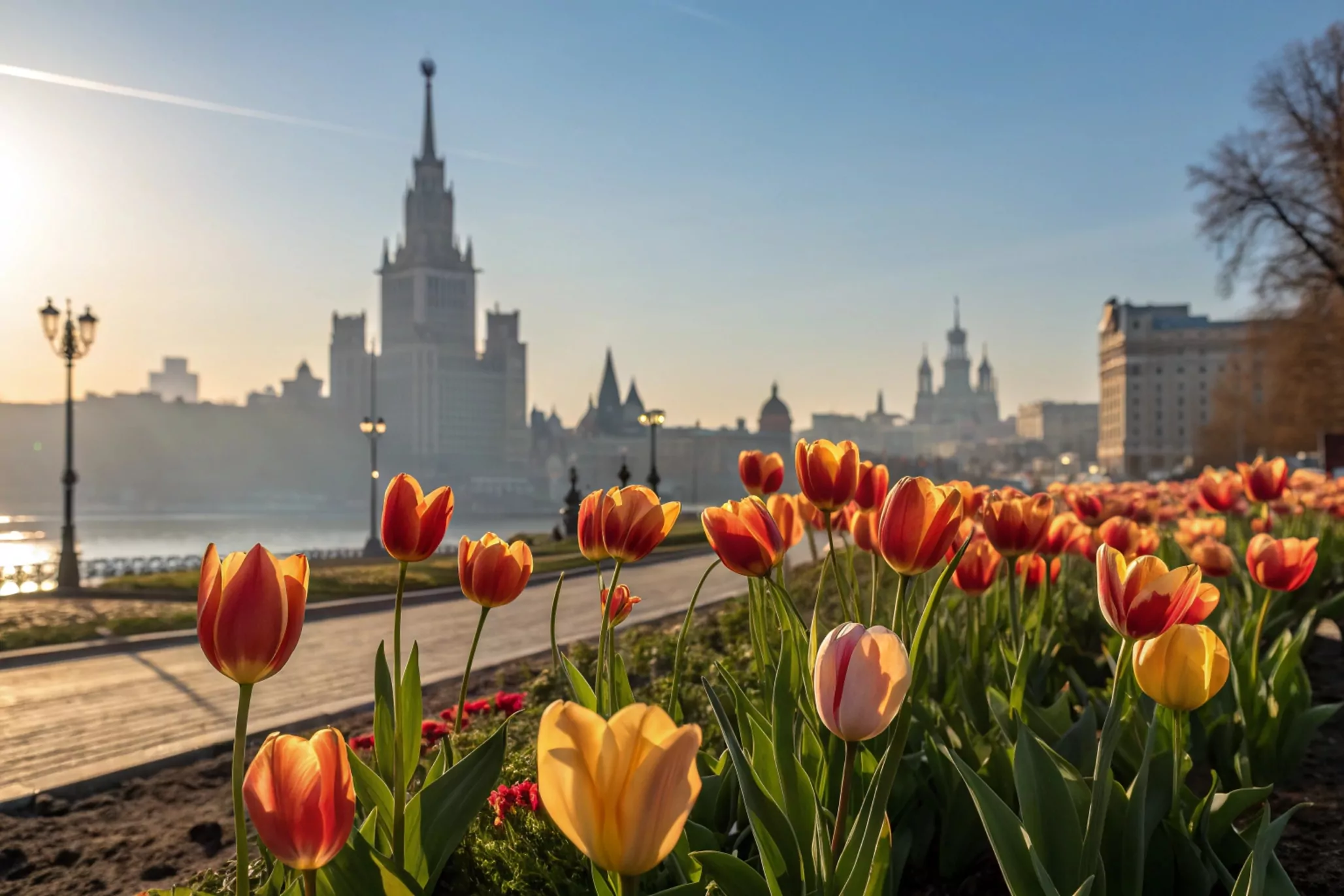 Клумбы Красносельского района украсят тюльпанами, фото