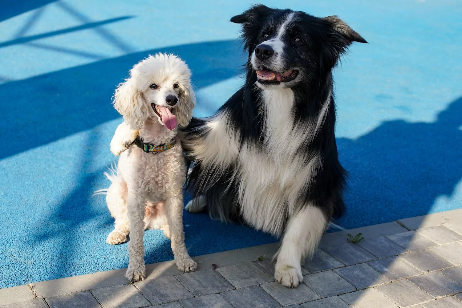 Сергунина: жители Москвы высоко оценили проект «Друг, спасатель, защитник», фото