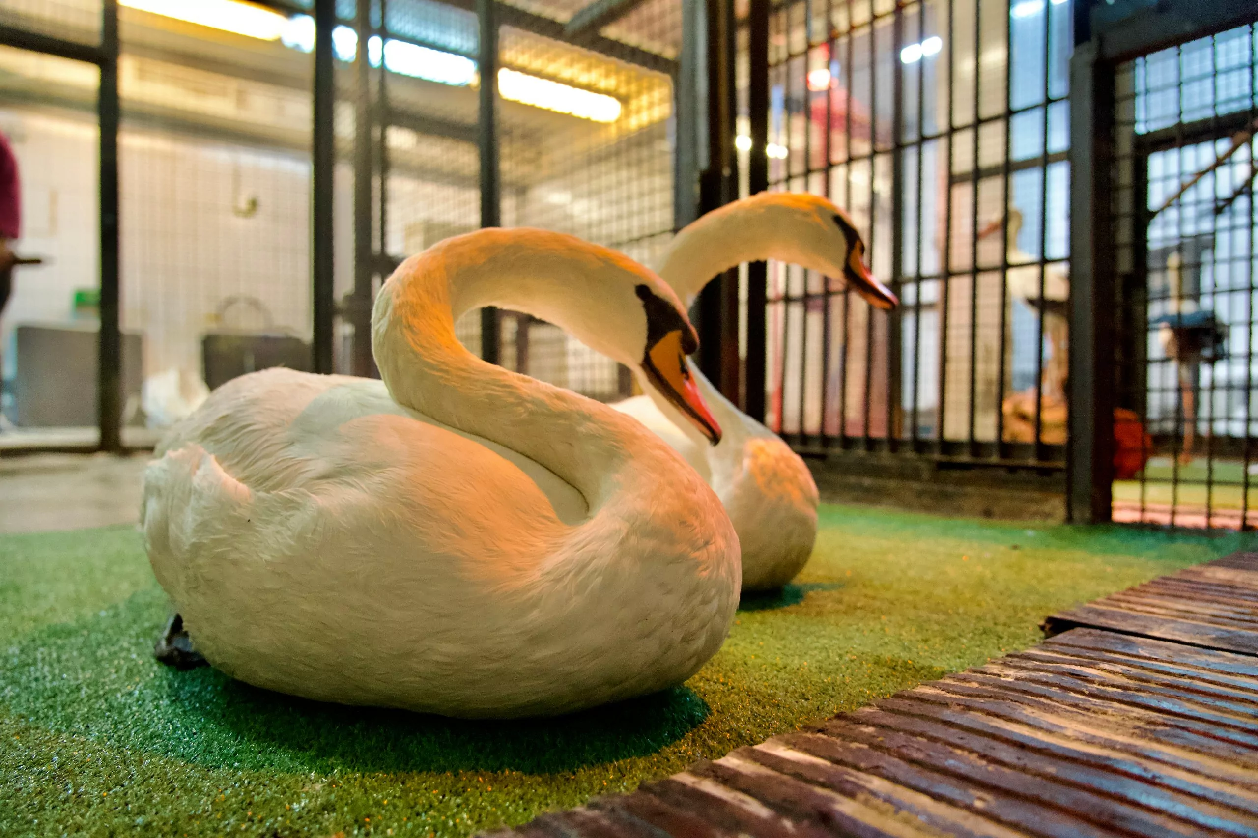 Лебеди Маша и Ваня из Хамовников переехали на зимовку в Московский зоопарк, фото