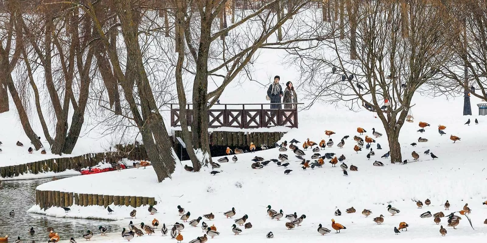 В РАН назвали причину аномальной погоды в Москве этой зимой, фото