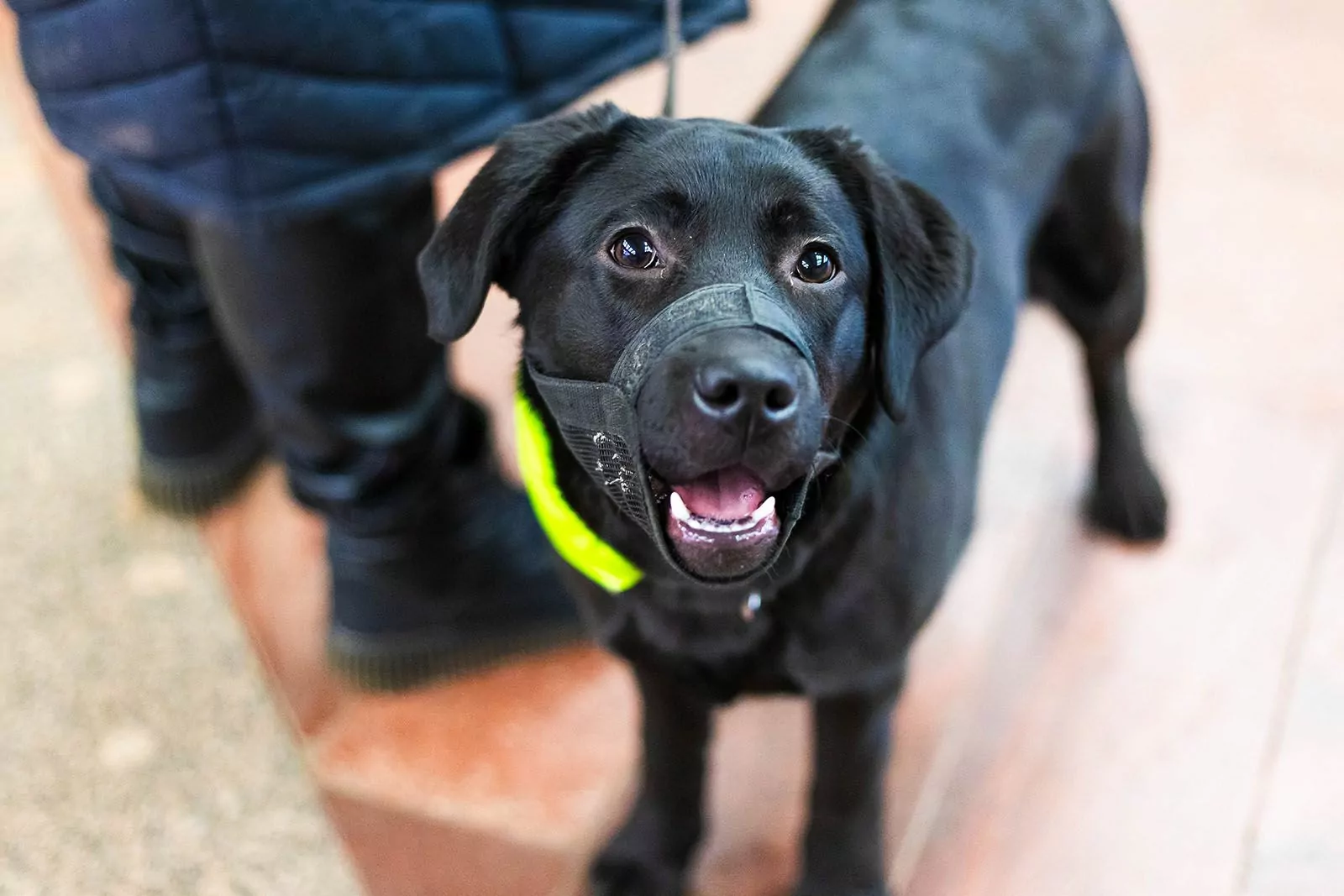 Для помощи маломобильным пассажирам метро подготовят еще 60 собак-проводников, фото